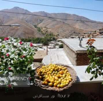 سومین جشنواره آلو در حیدره قاضی خانی برگزار شد